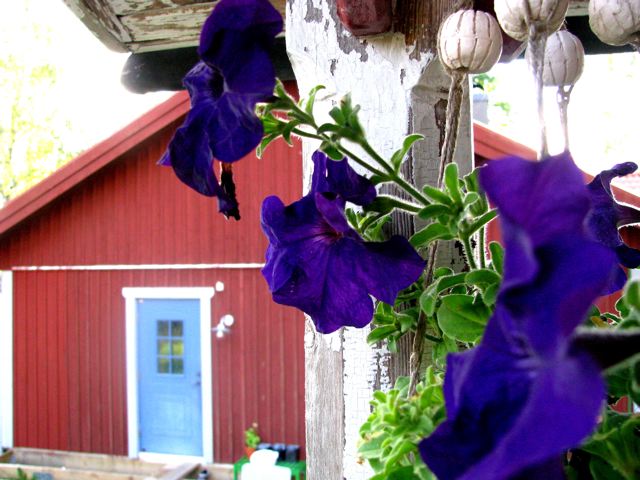 Beautiful cottage and flower sweden Beautiful cottage and flower sweden