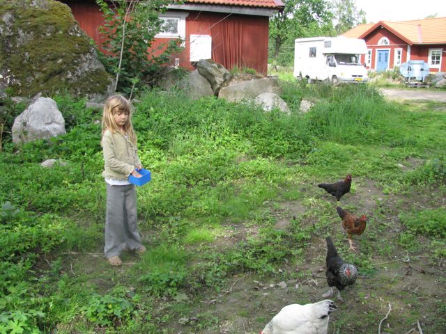 girl feeding chickens on farm in sweden, family travel girl feeding chickens on farm in sweden, family travel