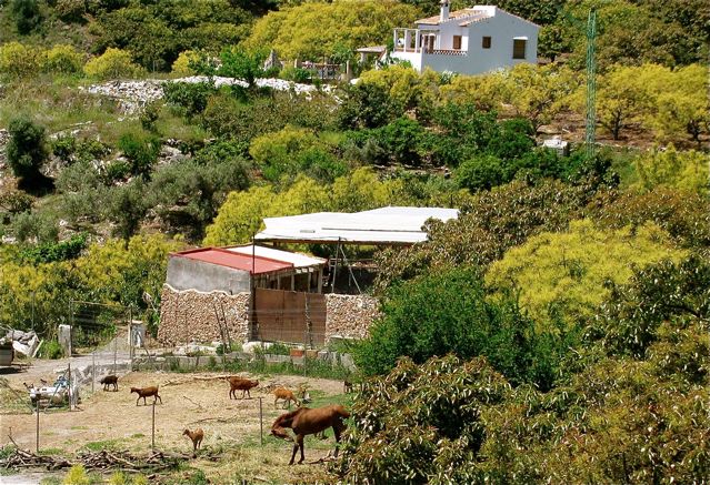 andalusia horses, goats countryside andalusia horses, goats countryside