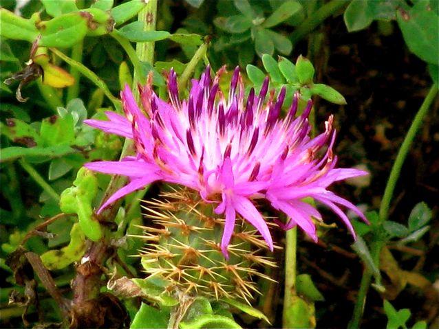 Costa del sol, spain, andalusia flowers Costa del sol, spain, andalusia flowers