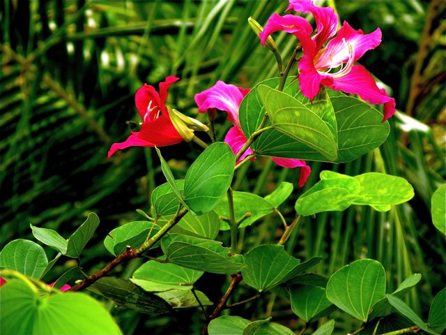 tropical flowers at our Penang home in December tropical flowers at our Penang home in December
