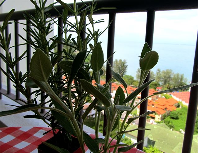 growing organic herbs in our winter garden on our terrace in Penang growing organic herbs in our winter garden on our terrace in Penang