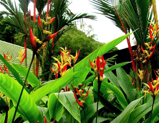 tropical flowers at our resort in Penang tropical flowers at our resort in Penang