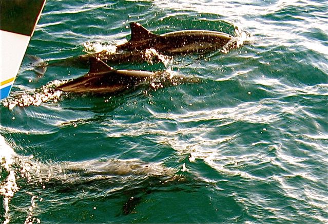 dolphins on Na Pali coast dolphins on Na Pali coast