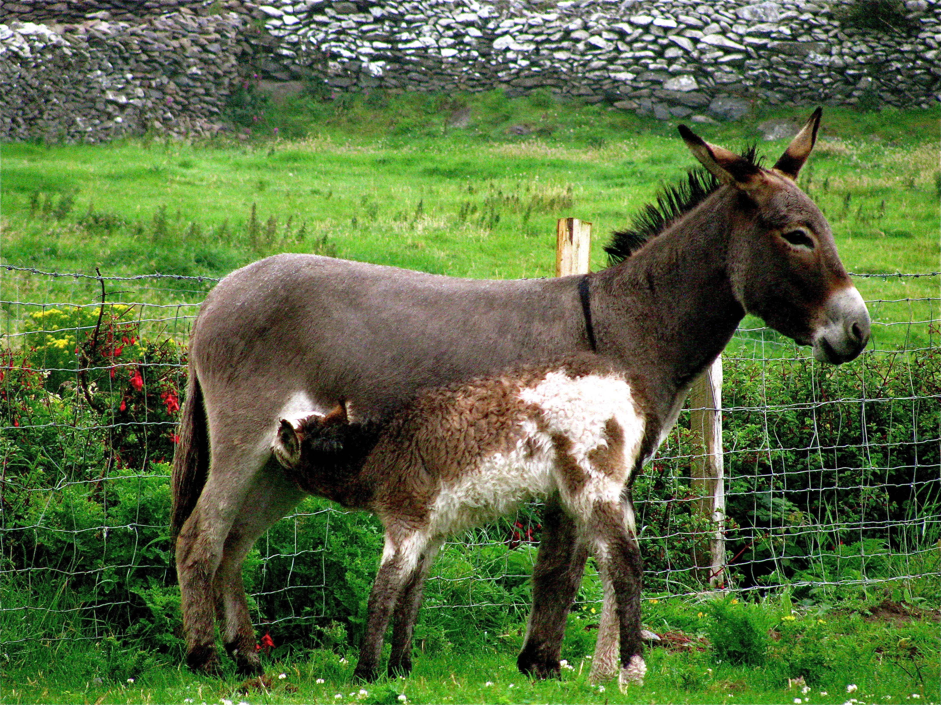 family travel ireland, green farm, nursing animals family travel ireland, green farm, nursing animals