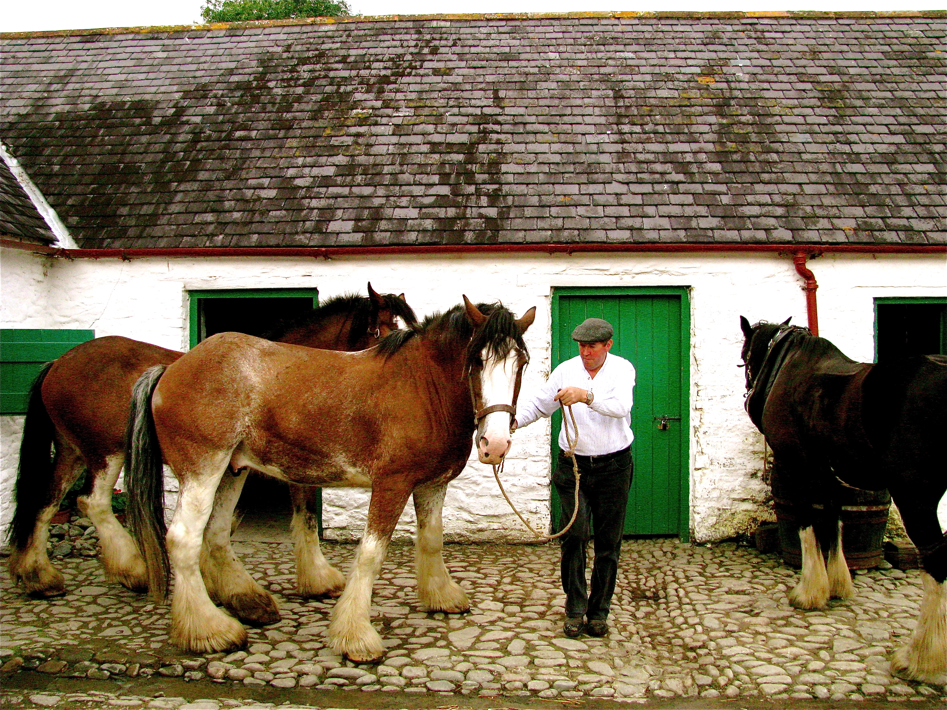 exploring roots in Ireland, traditional farm and horses Kilarney exploring roots in Ireland, traditional farm and horses Kilarney