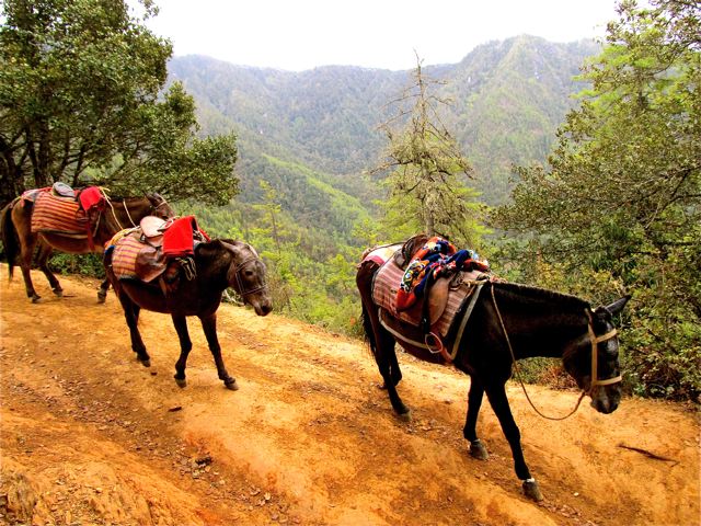 Bhutan horses on Tiger's Nest trail Bhutan horses on Tiger's Nest trail