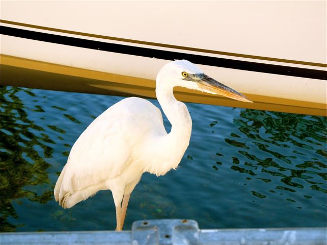 beatiful bird in Florida Keys beatiful bird in Florida Keys