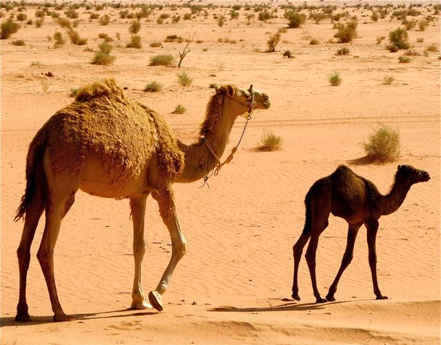 baby camel with it's mother in Wadi Rum baby camel with it's mother in Wadi Rum