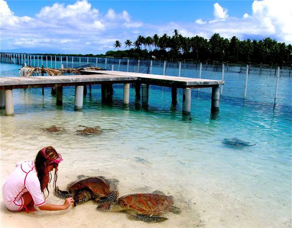 Love this beautiful photo of Bora Bora - our daughter hand feeding large turtles Love this beautiful photo of Bora Bora - our daughter hand feeding large turtles
