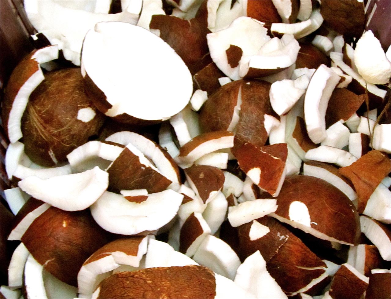 Coconut tropical healthy super food Coconut tropical healthy super food