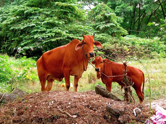 mysterious sacred cows in Asia mysterious sacred cows in Asia