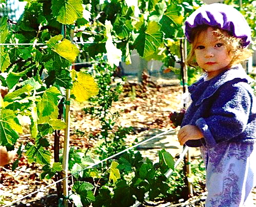 Wine tasting with kids - Our cute baby in California vineyard picking grapes at a year old Wine tasting with kids - Our cute baby in California vineyard picking grapes at a year old