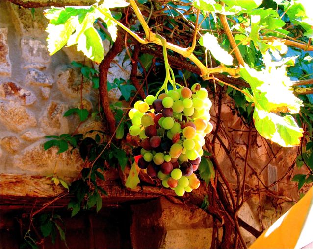 wine tasting with kids - beautiful grapes wine tasting with kids - beautiful grapes