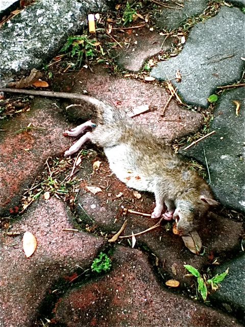dead rat taken on one of the rare sidewalks in Penang by my 11 year old daughter on way to bus dead rat taken on one of the rare sidewalks in Penang by my 11 year old daughter on way to bus