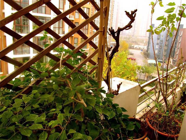 Beijing homestay garden on roof top terrace Beijing homestay garden on roof top terrace