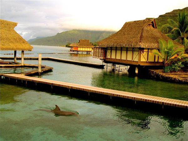 luxury overwater bungalows in Tahiti and dolphins luxury overwater bungalows in Tahiti and dolphins