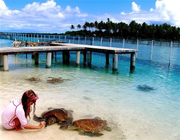 Travel kid Mozart feeding turtles in Bora Bora