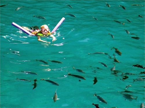 homeschool science snorkeling in Hawaii homeschool science snorkeling in Hawaii
