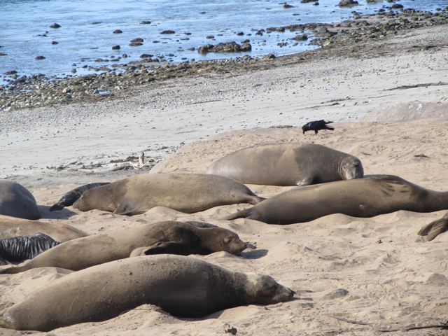 homeschool science field trip close up seals homeschool science field trip close up seals