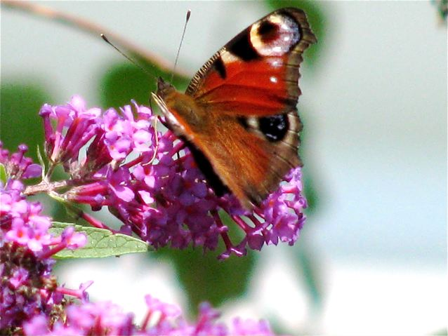 homeschool science - nature- butterfly close up homeschool science - nature- butterfly close up