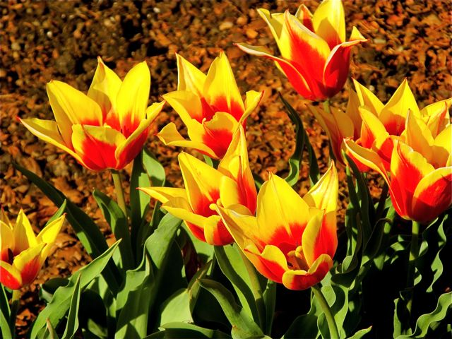stunning flower photos for spring stunning flower photos for spring