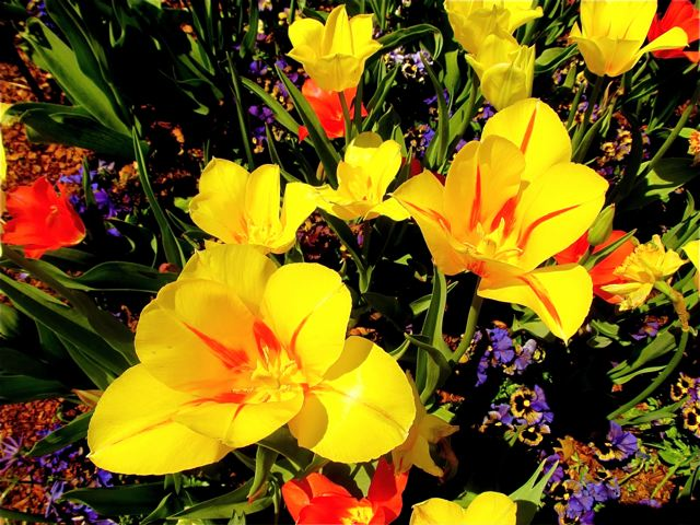 colorful flowers colorful flowers
