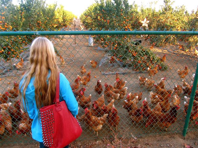 Mozart enjoying the organic farm with mandarins and pastured chickens