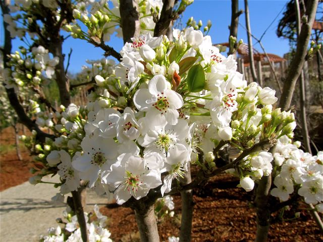fruit tree blossoms fruit tree blossoms