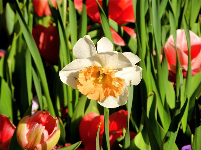 daffodil and tulips daffodil and tulips