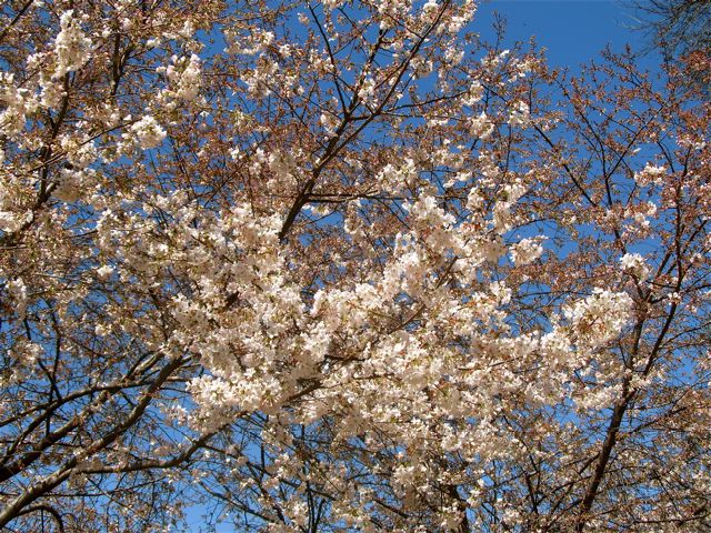 cherry blossoms in spring as winter melts into spring cherry blossoms in spring as winter melts into spring