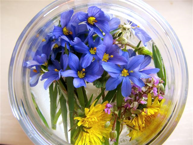 beautiful wild flowers beautiful wild flowers