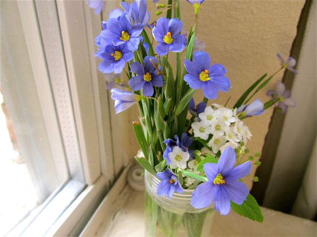 flowers picked on sping walks flowers picked on sping walks