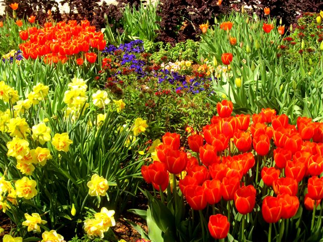 spring in full bloom spring in full bloom