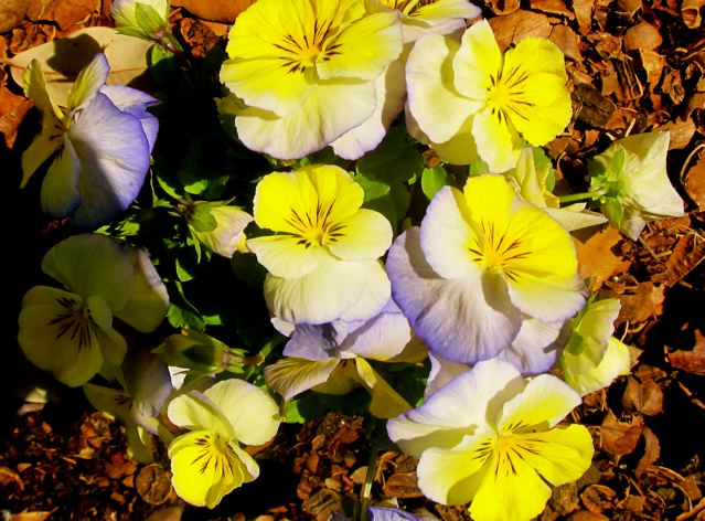 spring pansies spring pansies