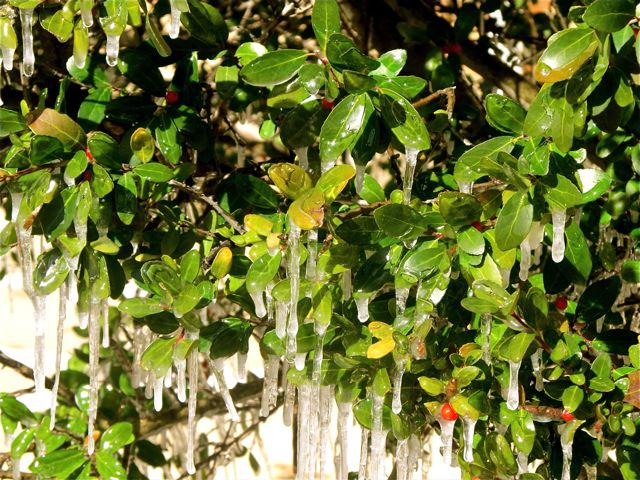 winter melts into spring- melting icicles winter melts into spring- melting icicles