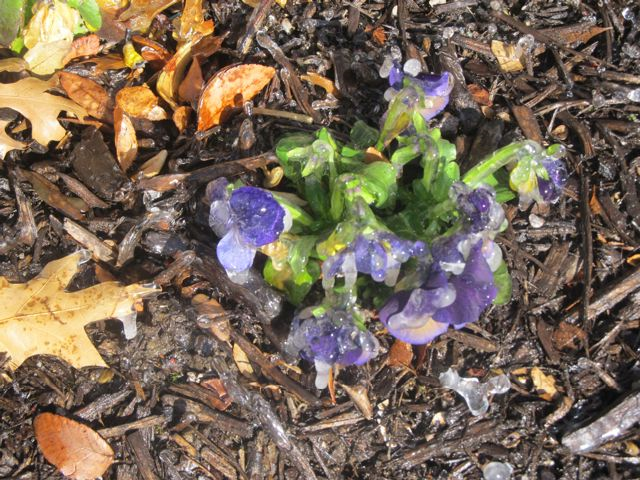 winter melts into spring - flowers turned to ice winter melts into spring - flowers turned to ice
