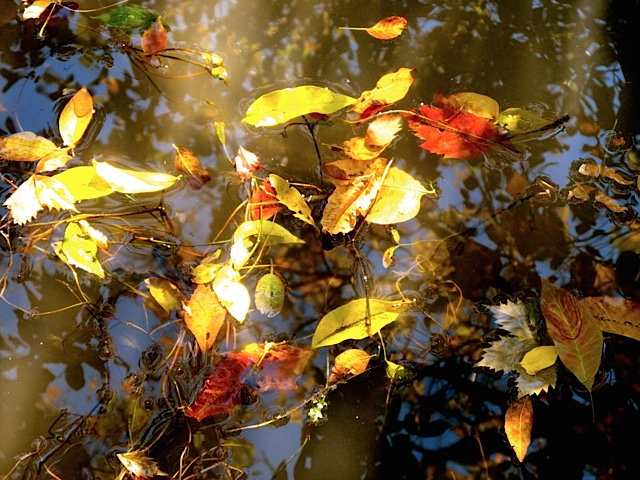 Autumn Beauty Autumn Beauty