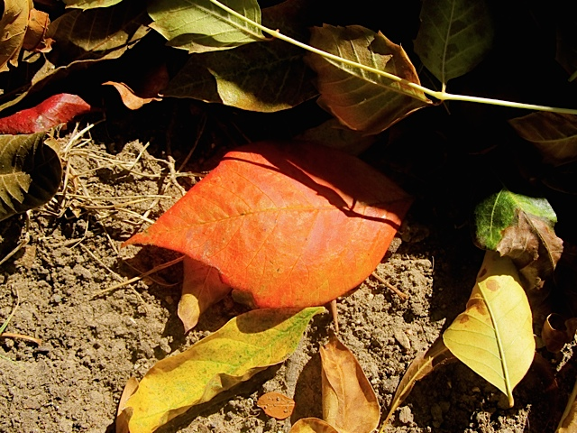 Autumn Beauty Autumn Beauty