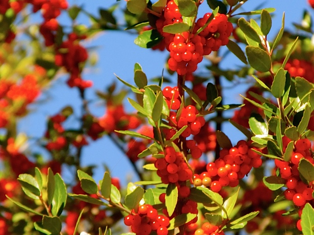 Autumn Beauty getting ready for Christmas Autumn Beauty getting ready for Christmas
