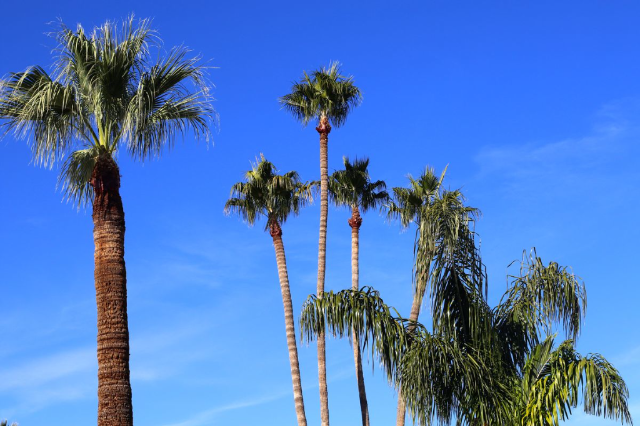 Warm Winter Getaway to Arizona - palm trees, blue skies Warm Winter Getaway to Arizona - palm trees, blue skies