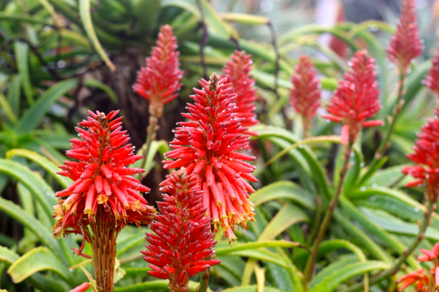 Visiting the Huntington  Botanical Gardens - beautiful flowers 
