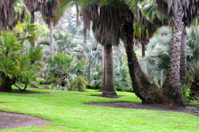 Visiting the Huntington Botanical Gardens in Pasadena