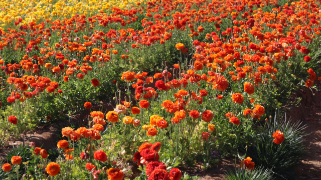 California's Super Bloom and Spring Trip to Flower Fields California's Super Bloom and Spring Trip to Flower Fields