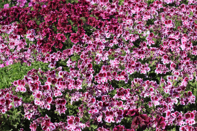California's Super Bloom and Spring Trip California's Super Bloom and Spring Trip