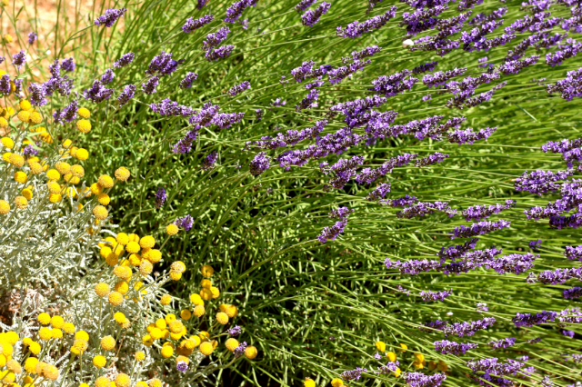 exploring lavender fields in provence exploring lavender fields in provence