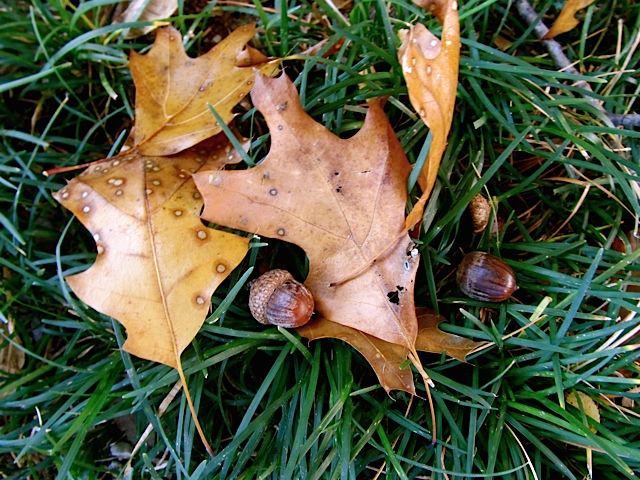 Gratitude Quotes, Autumn Beauty & Giving Thanks! Gratitude Quotes, Autumn Beauty & Giving Thanks!