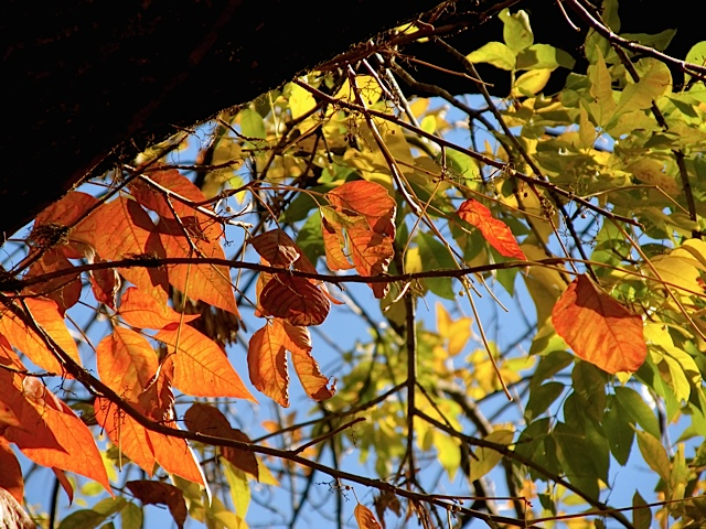 Autumn Beauty colorful leaves Autumn Beauty colorful leaves