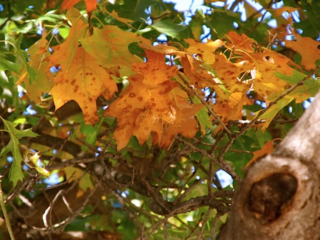 Autumn Beauty Autumn Beauty