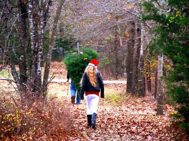 Cut Your Own Christmas Tree! Sustainable Family Fun Tradition Cut Your Own Christmas Tree! Sustainable Family Fun Tradition